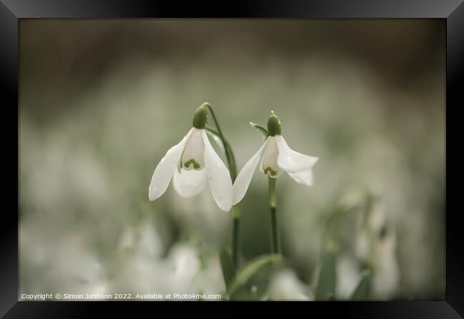 Snowdrops together for valentines Framed Print by Simon Johnson