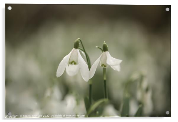 Snowdrops together for valentines Acrylic by Simon Johnson