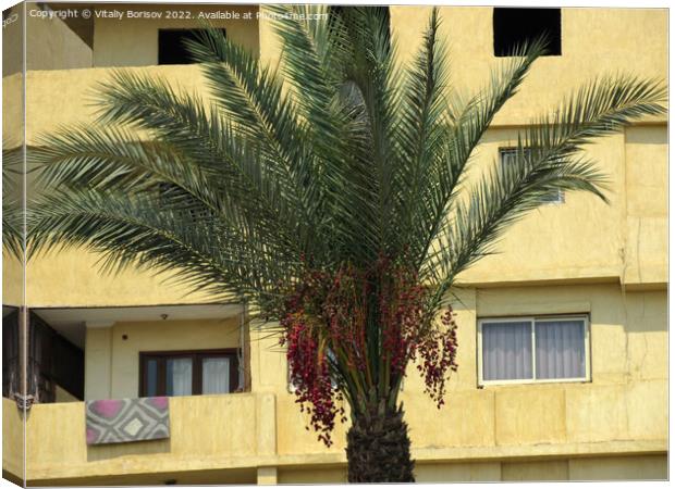 View of the wall of a high-rise building, with balconies and windows on the background of the top of the date palm in Cairo city. Egypt 2021 Canvas Print by Vitaliy Borisov