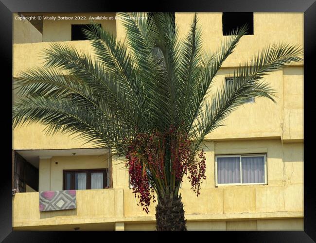 View of the wall of a high-rise building, with balconies and windows on the background of the top of the date palm in Cairo city. Egypt 2021 Framed Print by Vitaliy Borisov