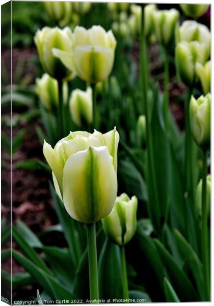 Tulip Spring Green Canvas Print by Tom Curtis