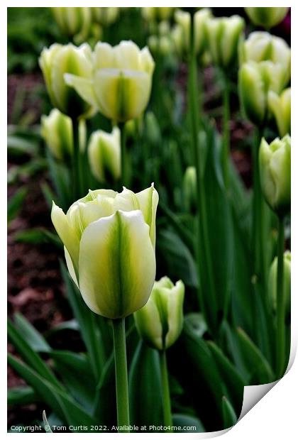 Tulip Spring Green Print by Tom Curtis