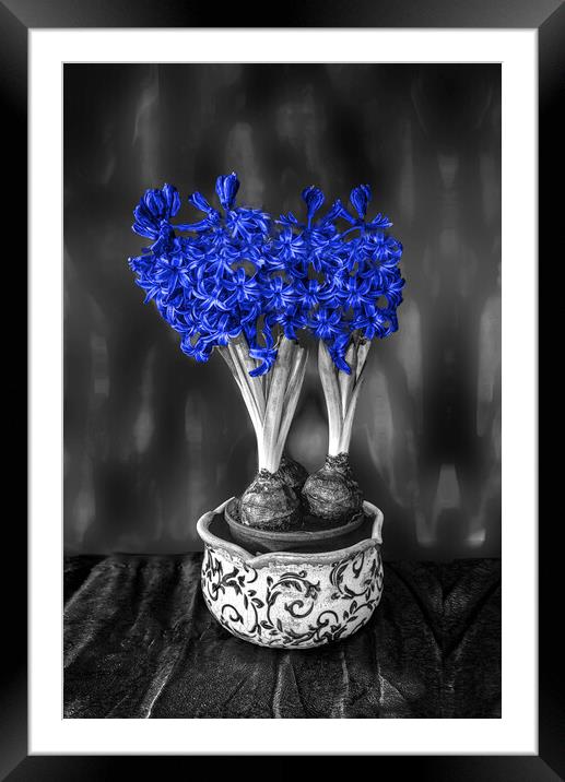 Blue Hyacinths  Framed Mounted Print by Alison Chambers