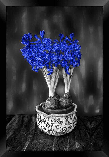 Blue Hyacinths  Framed Print by Alison Chambers