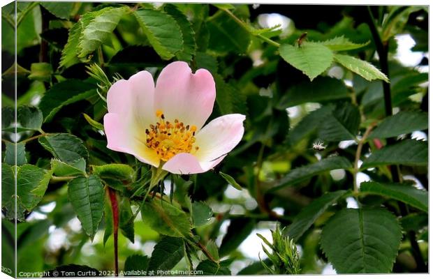 Dog Rose Pink  Canvas Print by Tom Curtis
