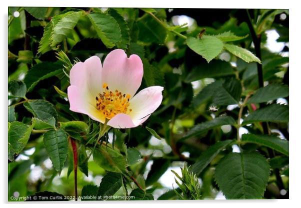 Dog Rose Pink  Acrylic by Tom Curtis