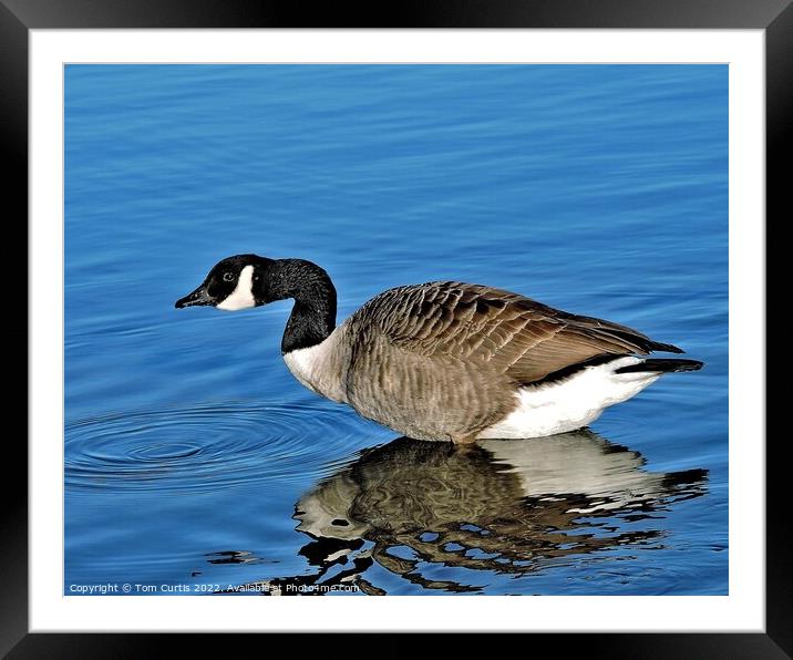 Canada Goose with Reflection Framed Mounted Print by Tom Curtis
