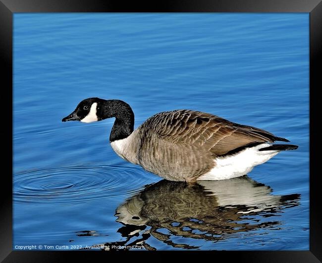 Canada Goose with Reflection Framed Print by Tom Curtis