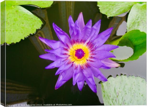 Lotus Flower ,Bangkok  Canvas Print by Nick Edwards