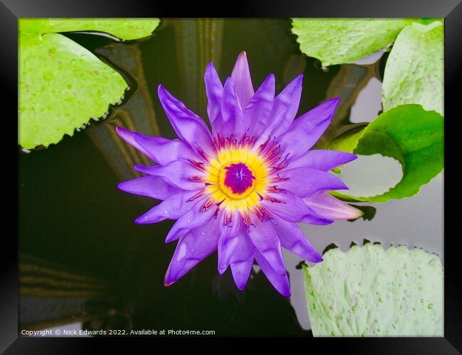 Lotus Flower ,Bangkok  Framed Print by Nick Edwards