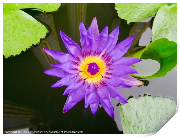 Lotus Flower ,Bangkok  Print by Nick Edwards