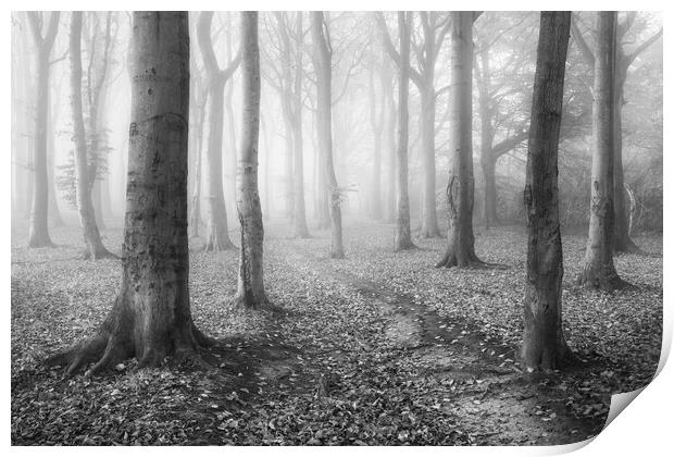 Alone in the Woods Print by David Semmens