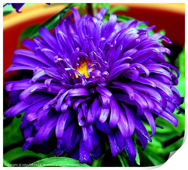 Aster (violet blue) in Macro Print by john hill