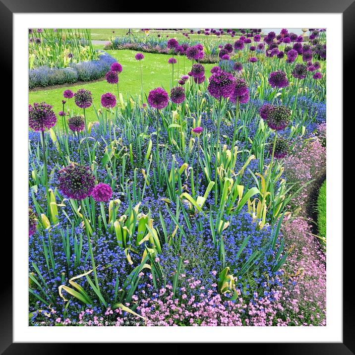 Alliums Framed Mounted Print by Alix Forestier