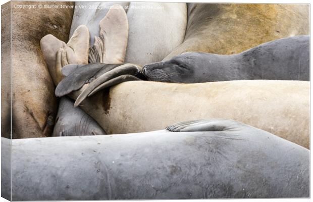 A group of resting sea lions Canvas Print by Eszter Imrene Virt