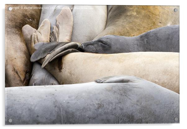 A group of resting sea lions Acrylic by Eszter Imrene Virt