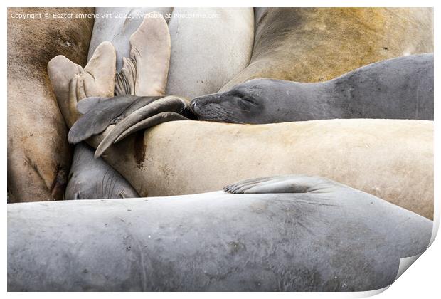 A group of resting sea lions Print by Eszter Imrene Virt