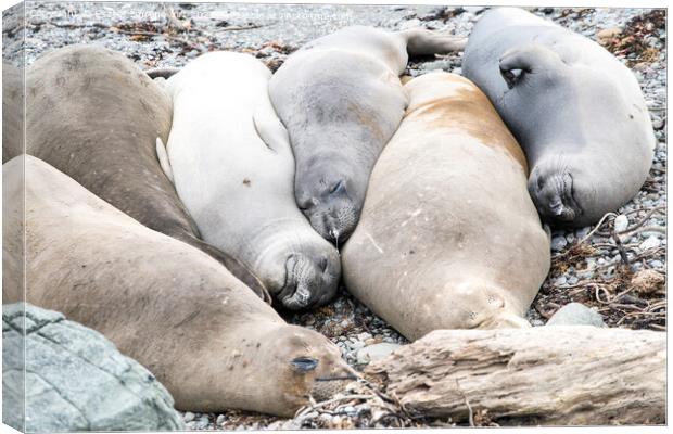 A group of resting seals on a rock Canvas Print by Eszter Imrene Virt