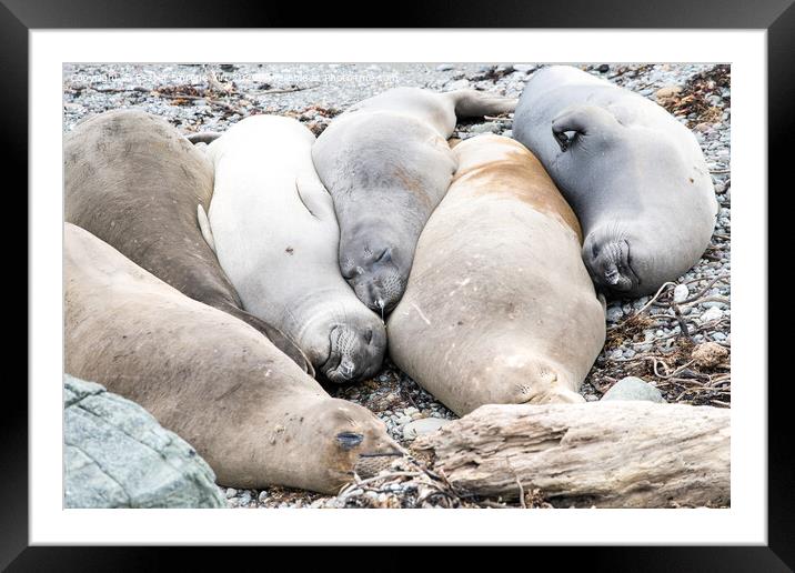 A group of resting seals on a rock Framed Mounted Print by Eszter Imrene Virt