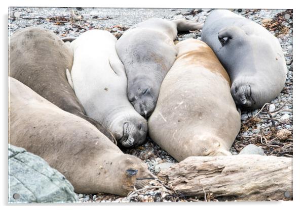 A group of resting seals on a rock Acrylic by Eszter Imrene Virt