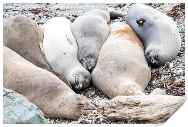 A group of resting seals on a rock Print by Eszter Imrene Virt