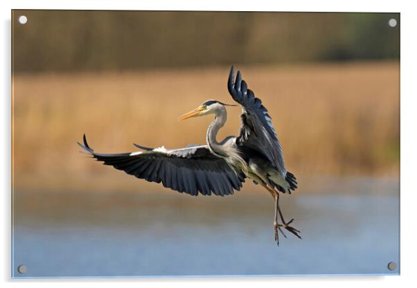 Grey Heron Landing Acrylic by Arterra 