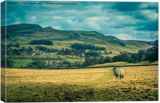 Lone sheep at Stackhouse Canvas Print by Peter Stuart