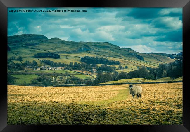 Lone sheep at Stackhouse Framed Print by Peter Stuart