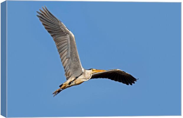 Grey Heron Flying Canvas Print by Arterra 