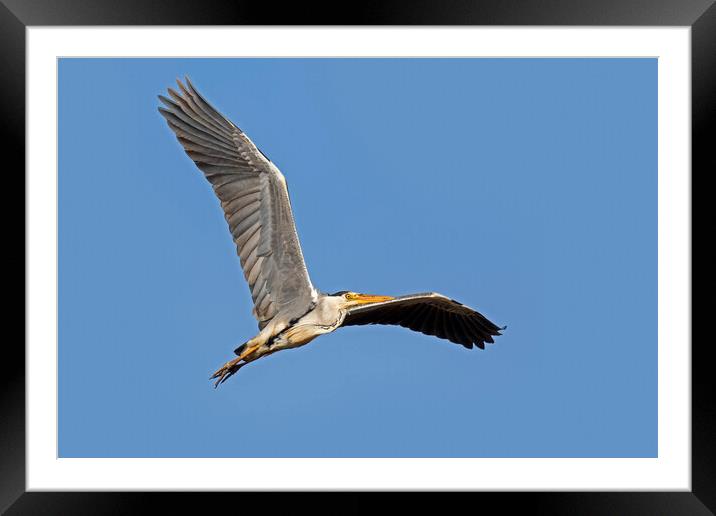 Grey Heron Flying Framed Mounted Print by Arterra 