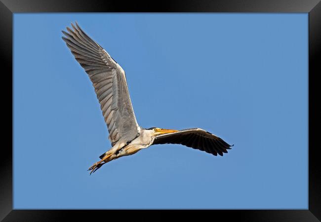 Grey Heron Flying Framed Print by Arterra 