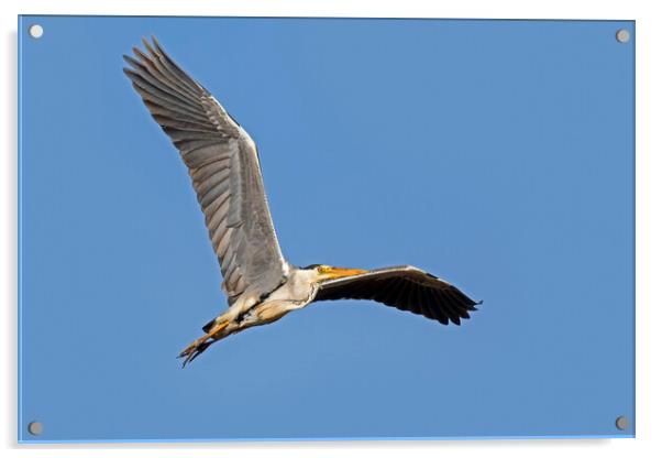 Grey Heron Flying Acrylic by Arterra 