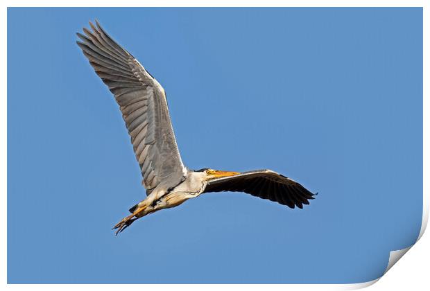Grey Heron Flying Print by Arterra 