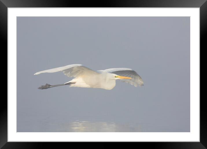 Great White Egret in the Mist Framed Mounted Print by Arterra 