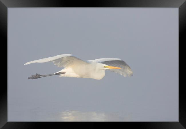 Great White Egret in the Mist Framed Print by Arterra 