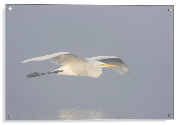 Great White Egret in the Mist Acrylic by Arterra 
