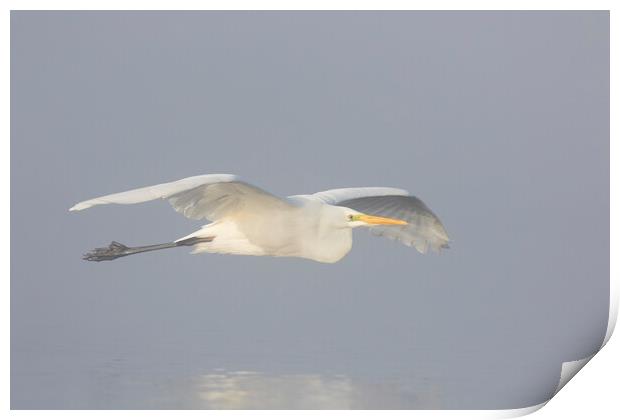 Great White Egret in the Mist Print by Arterra 