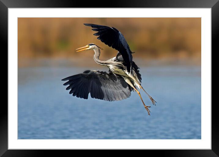 Grey Heron Landing in Lake Framed Mounted Print by Arterra 