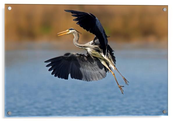 Grey Heron Landing in Lake Acrylic by Arterra 