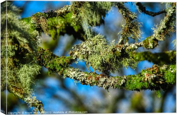 Nature's Mysterious Lichen Canvas Print by Roger Mechan