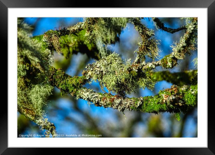 Nature's Mysterious Lichen Framed Mounted Print by Roger Mechan