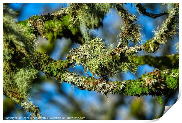Nature's Mysterious Lichen Print by Roger Mechan