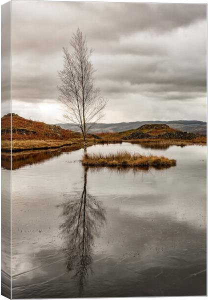 Lone Tree Canvas Print by Roger Green