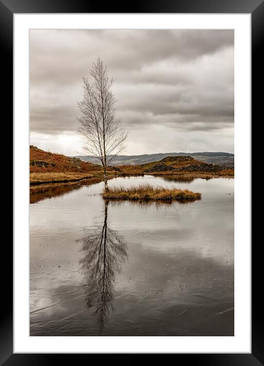 Lone Tree Framed Mounted Print by Roger Green