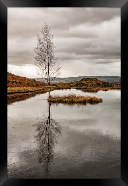 Lone Tree Framed Print by Roger Green