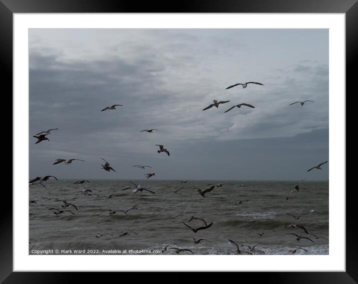See Gulls. Framed Mounted Print by Mark Ward