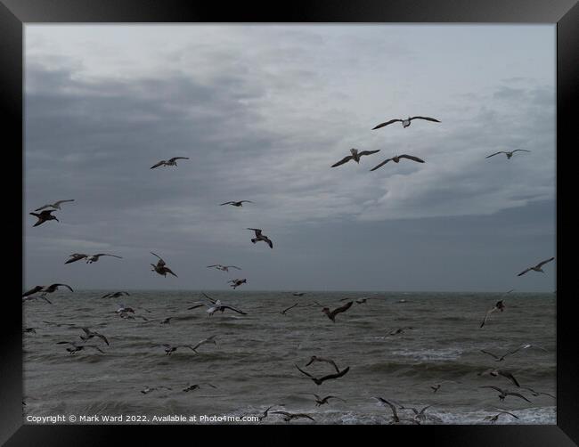 See Gulls. Framed Print by Mark Ward