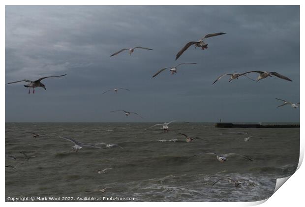 Gulls at the Stade in Hastings.  Print by Mark Ward