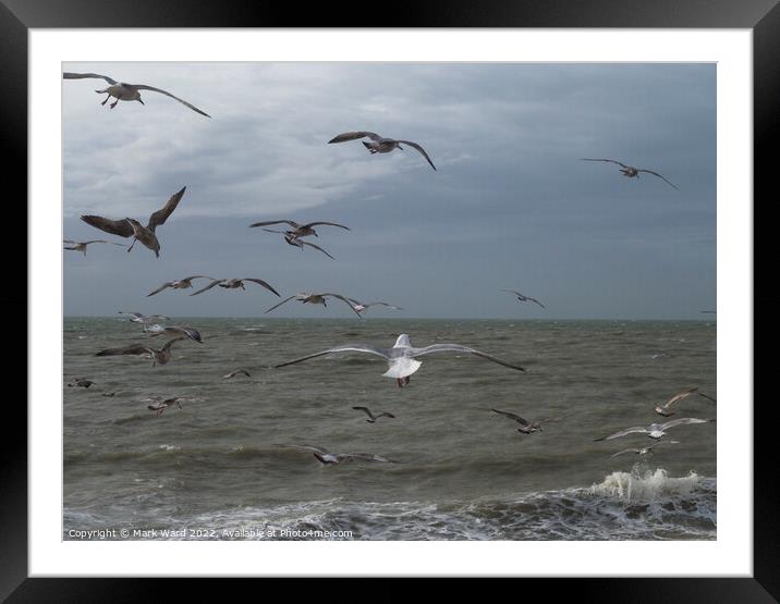 Gulls in Motion Framed Mounted Print by Mark Ward