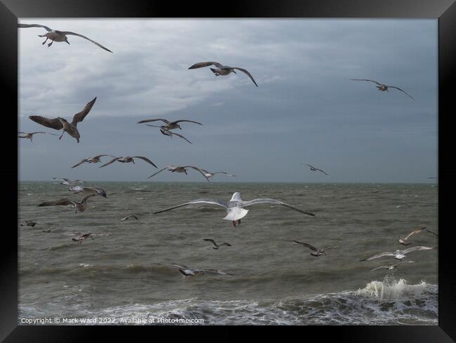 Gulls in Motion Framed Print by Mark Ward
